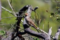 Red Shafted Flicker Woodpecker, Turtle Bay, Redding, CA, USA Royalty Free Stock Photo